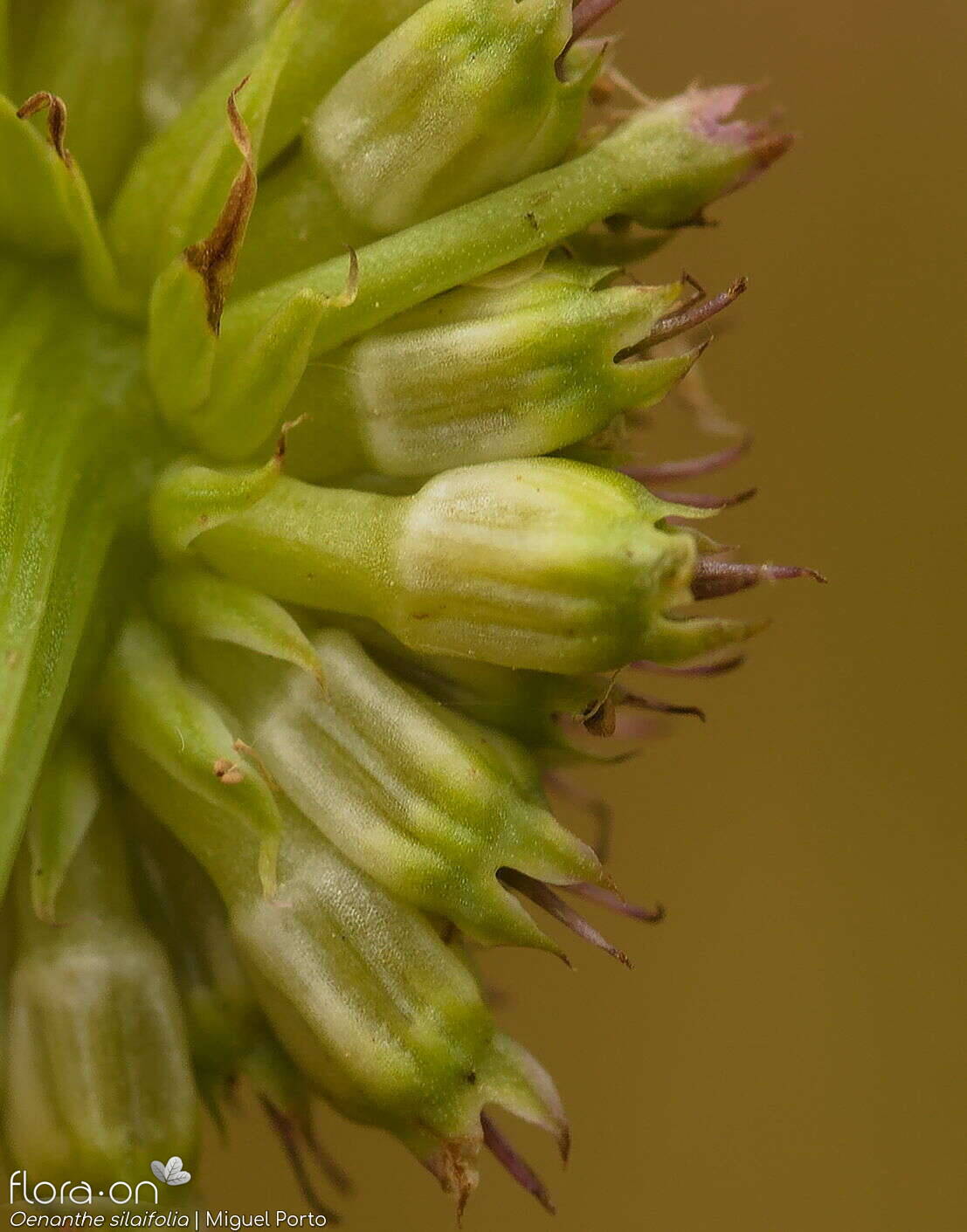 Oenanthe silaifolia - Fruto | Miguel Porto; CC BY-NC 4.0