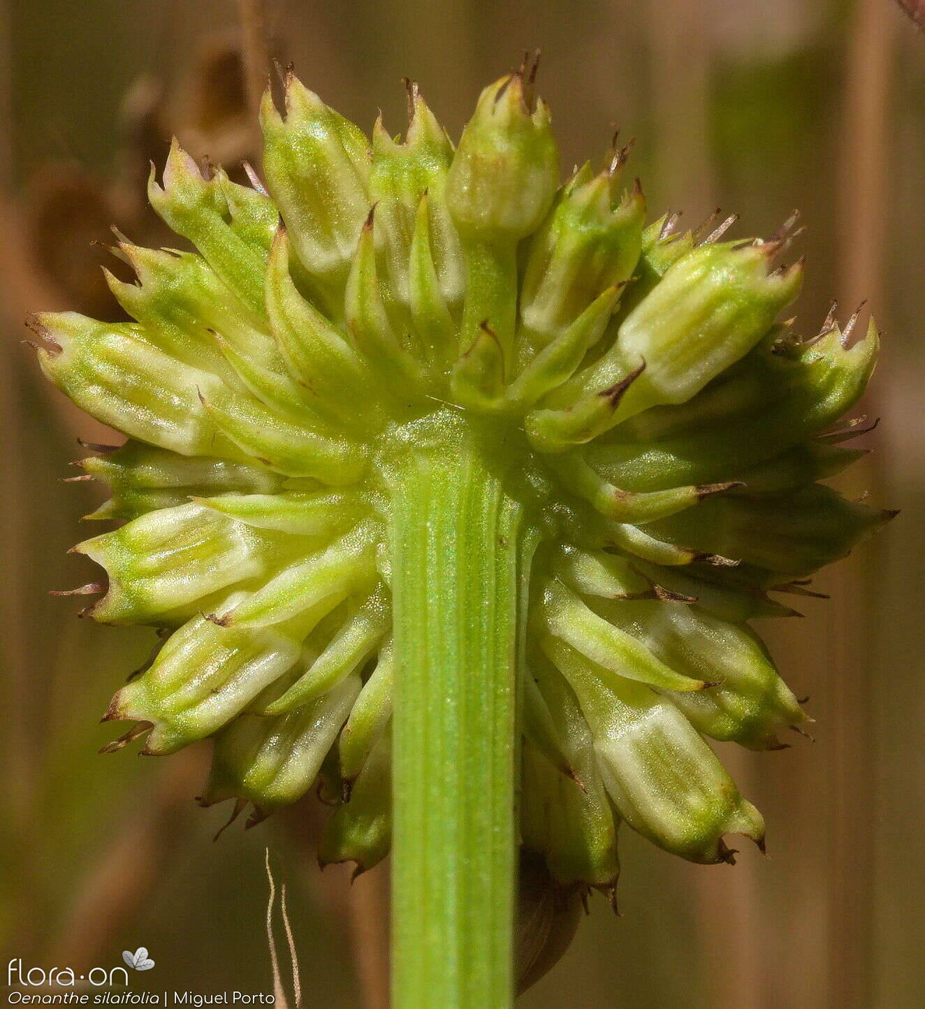 Oenanthe silaifolia - Bráctea | Miguel Porto; CC BY-NC 4.0