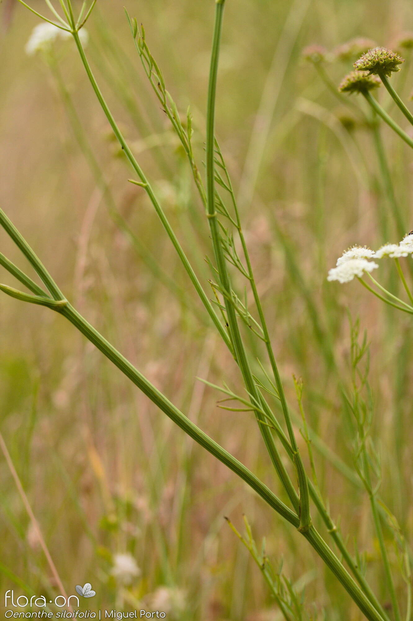 Oenanthe silaifolia - Folha | Miguel Porto; CC BY-NC 4.0