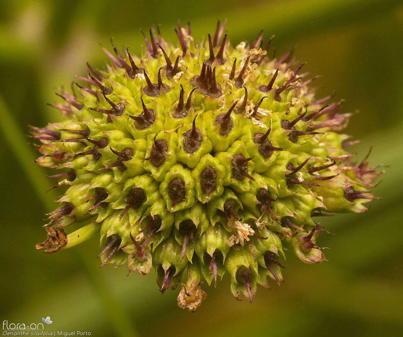 Oenanthe silaifolia - Fruto | Miguel Porto; CC BY-NC 4.0