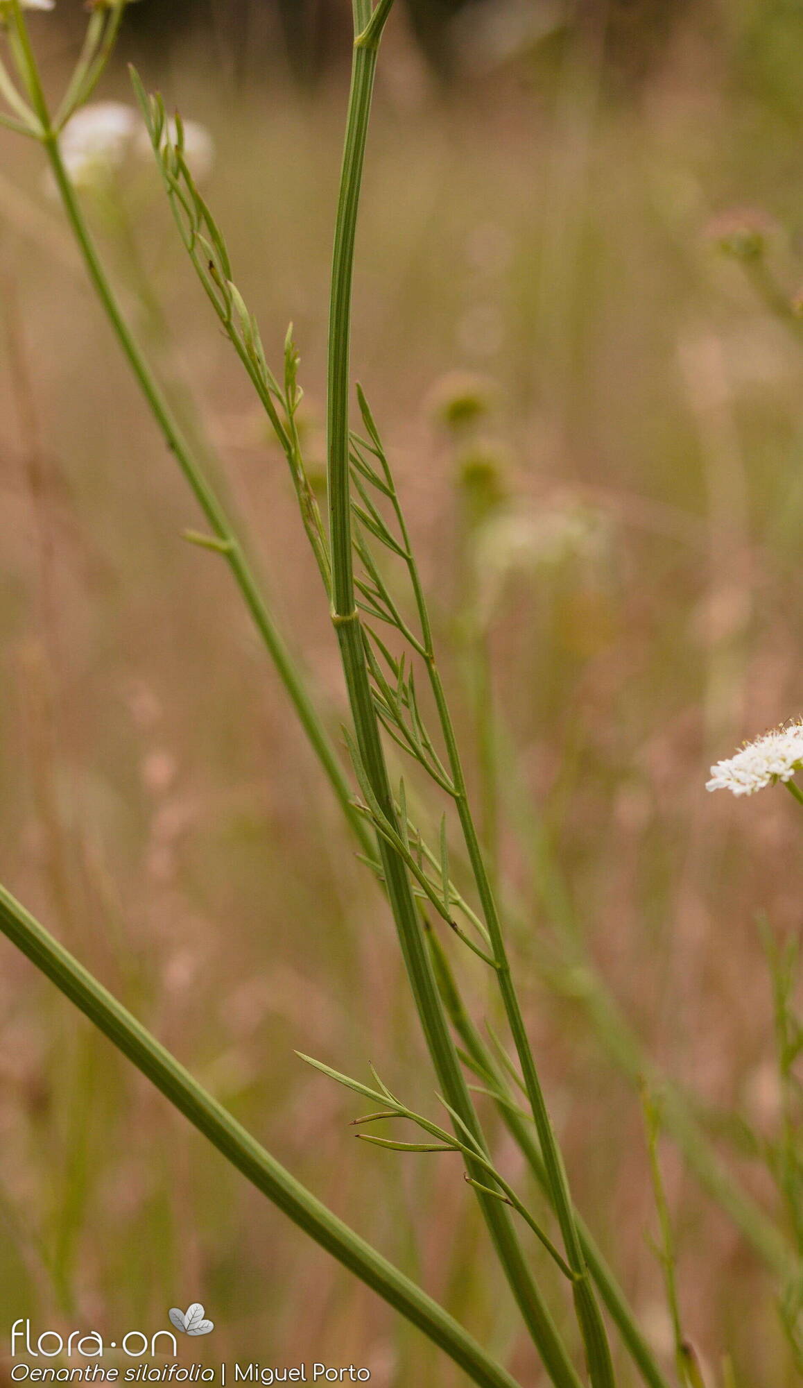 Oenanthe silaifolia - Folha (geral) | Miguel Porto; CC BY-NC 4.0