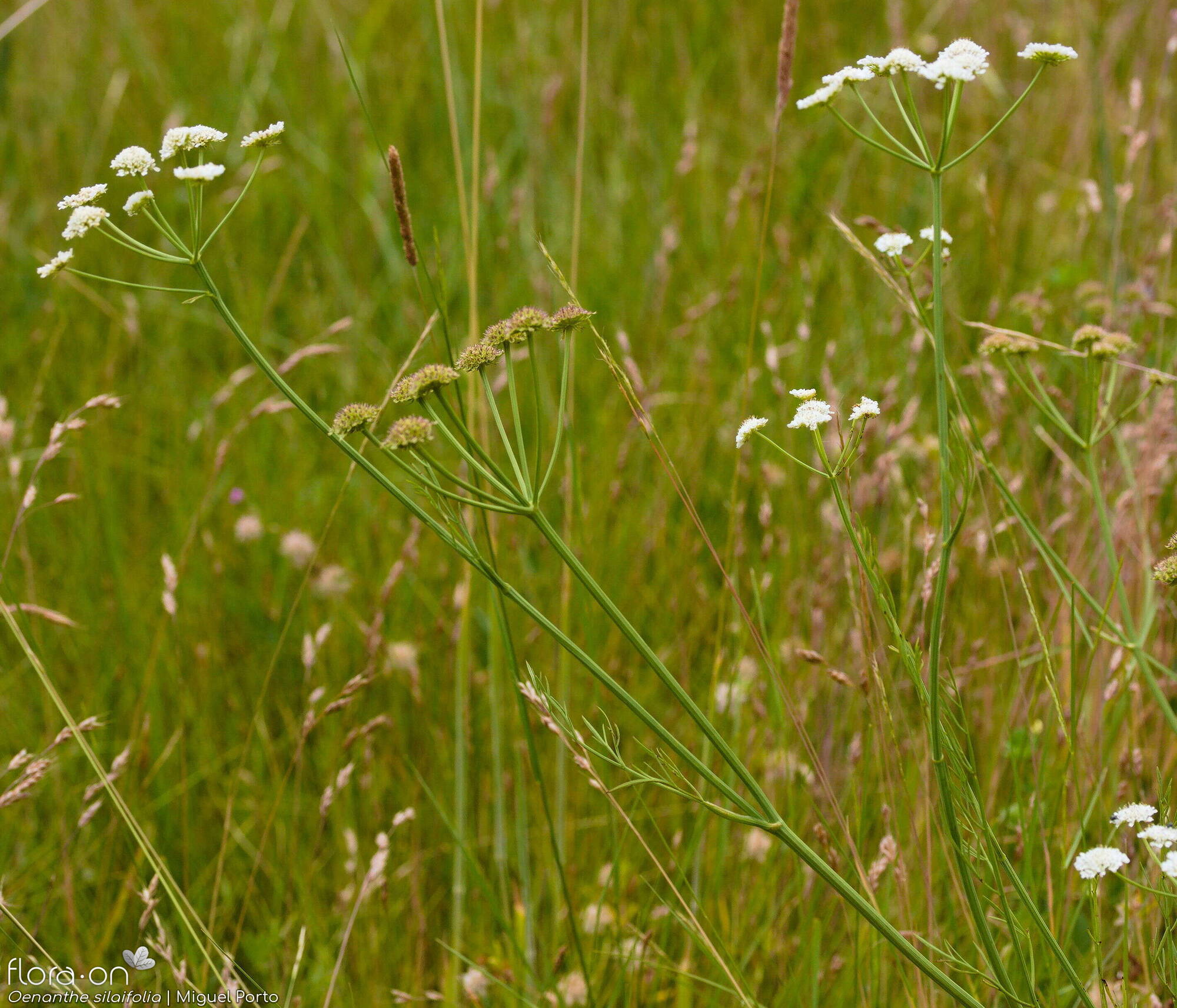 Oenanthe silaifolia - Hábito | Miguel Porto; CC BY-NC 4.0