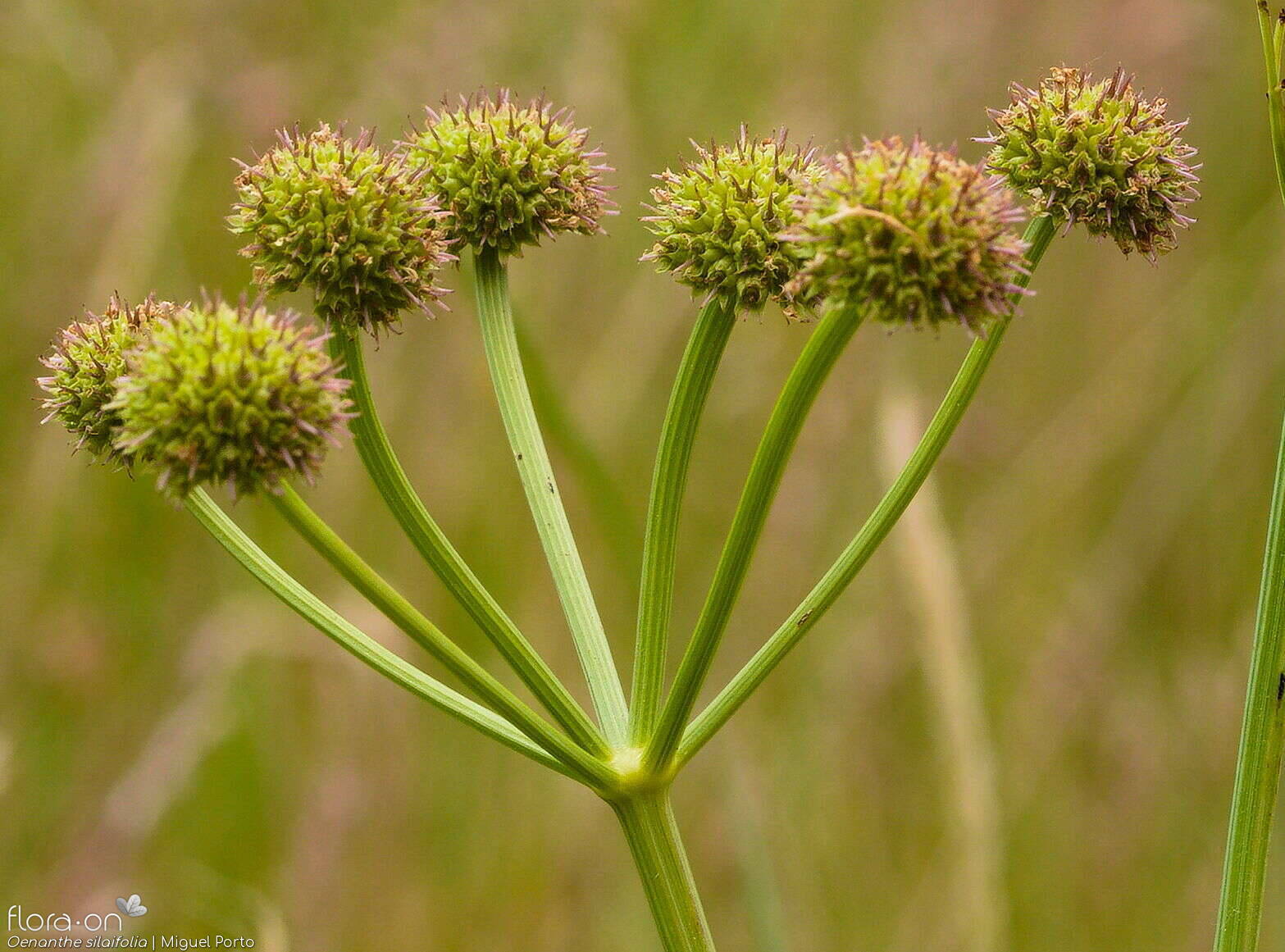 Oenanthe silaifolia - Flor (geral) | Miguel Porto; CC BY-NC 4.0