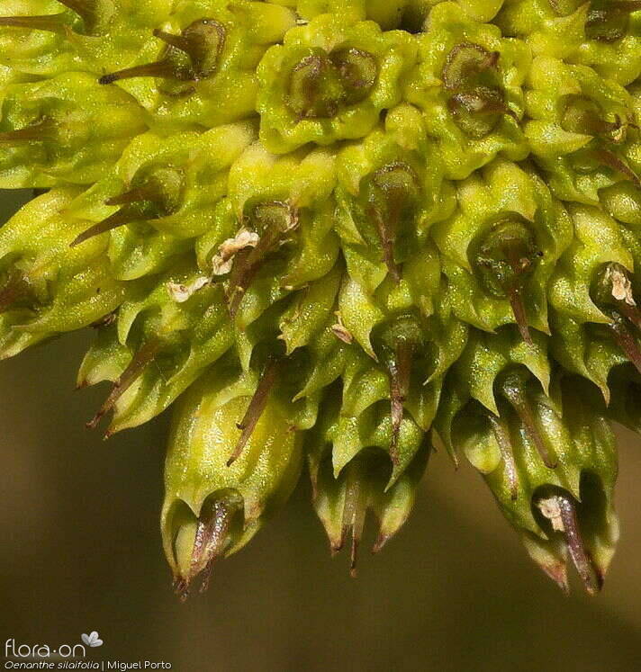 Oenanthe silaifolia - Fruto | Miguel Porto; CC BY-NC 4.0