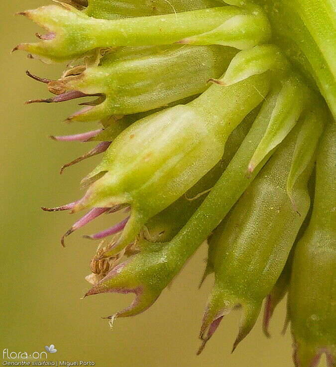 Oenanthe silaifolia - Fruto | Miguel Porto; CC BY-NC 4.0