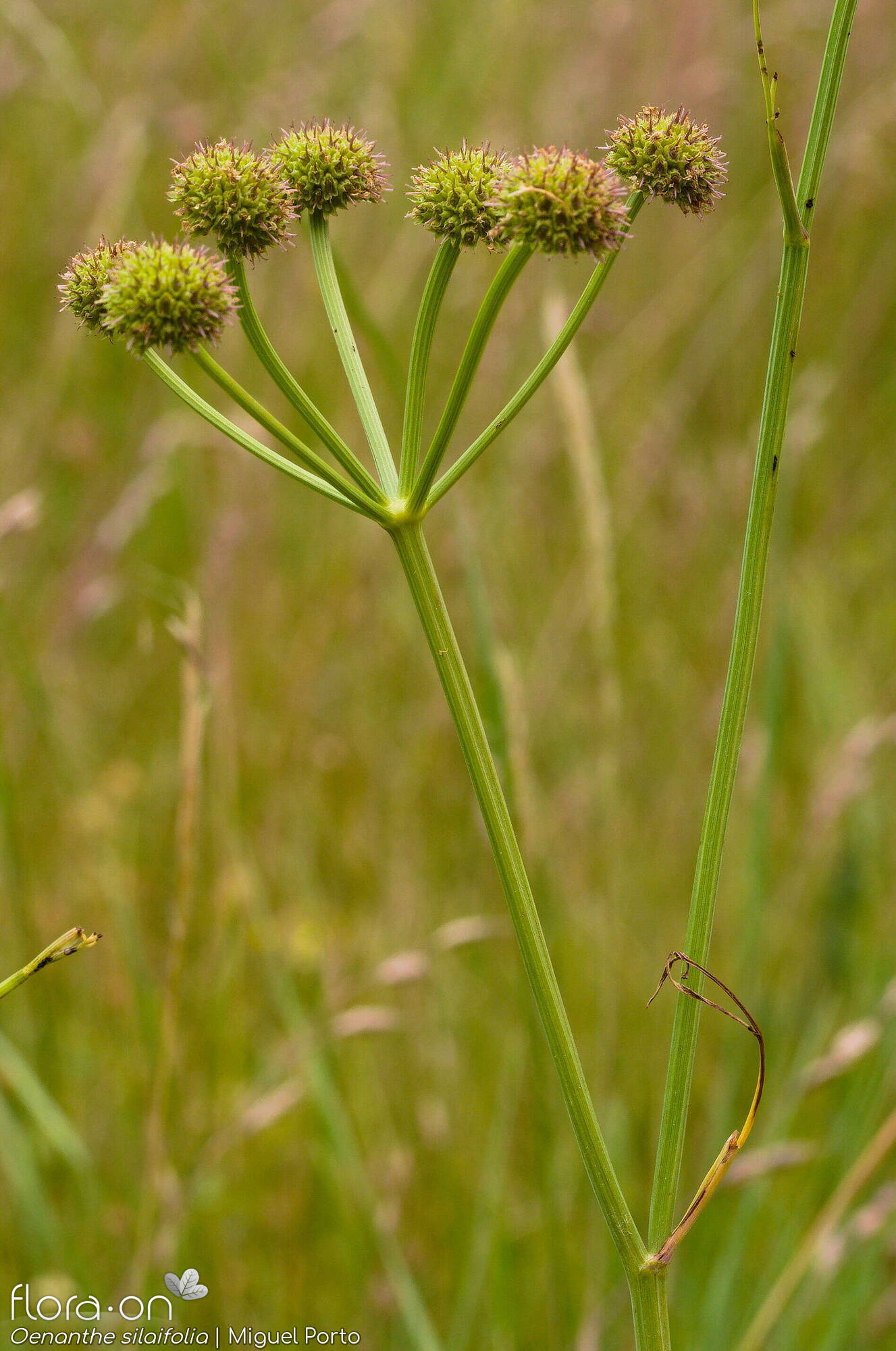 Oenanthe silaifolia - Flor (geral) | Miguel Porto; CC BY-NC 4.0