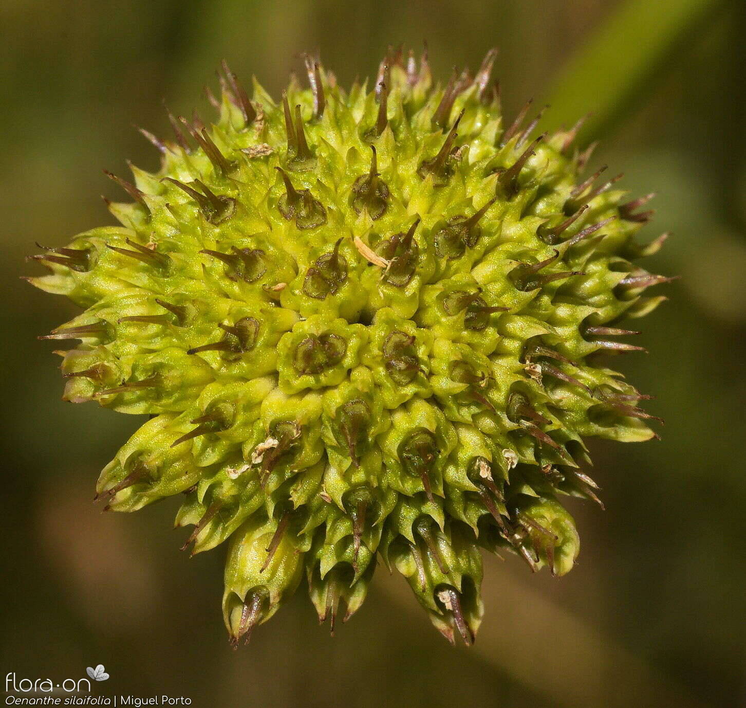 Oenanthe silaifolia - Fruto | Miguel Porto; CC BY-NC 4.0