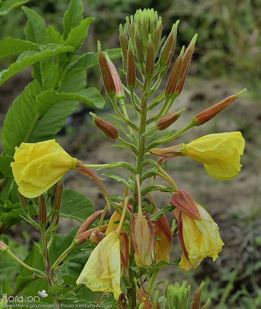 Oenothera glazioviana