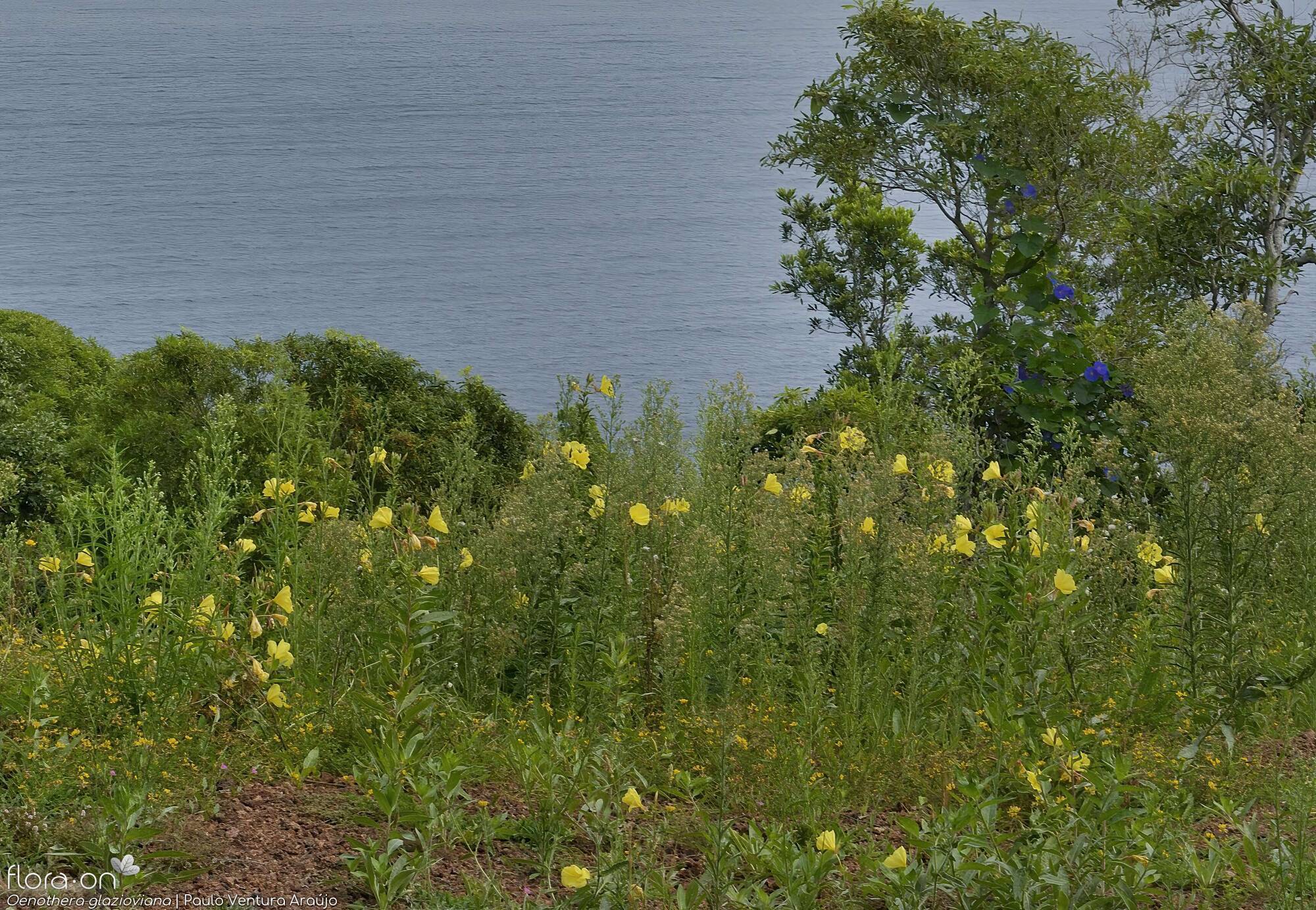 Oenothera glazioviana - Habitat | Paulo Ventura Araújo; CC BY-NC 4.0