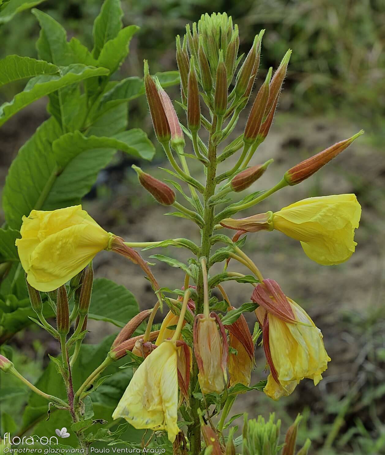 Oenothera glazioviana - Flor (geral) | Paulo Ventura Araújo; CC BY-NC 4.0