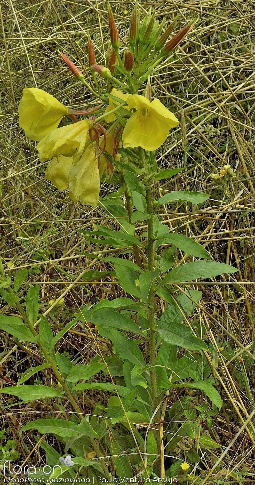 Oenothera glazioviana - Flor (geral) | Paulo Ventura Araújo; CC BY-NC 4.0