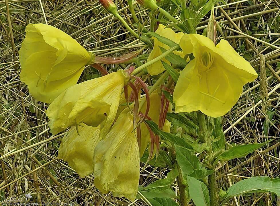 Oenothera glazioviana - Flor (close-up) | Paulo Ventura Araújo; CC BY-NC 4.0