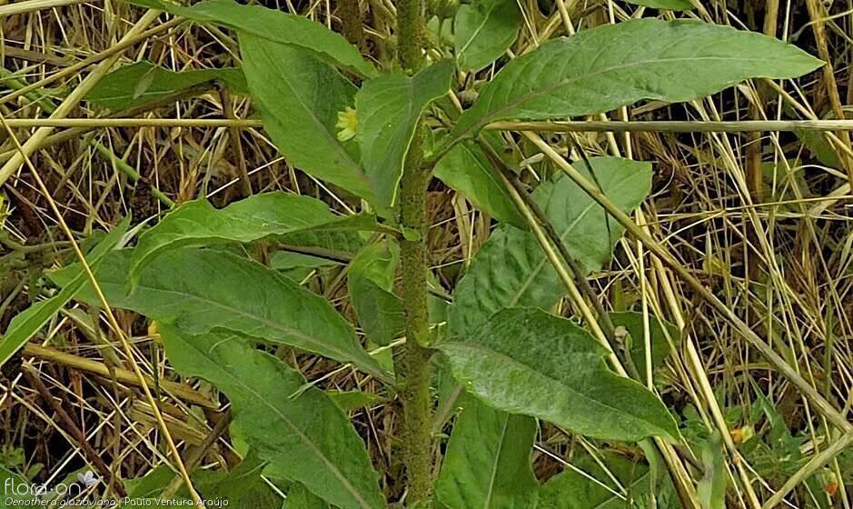 Oenothera glazioviana - Folha (geral) | Paulo Ventura Araújo; CC BY-NC 4.0