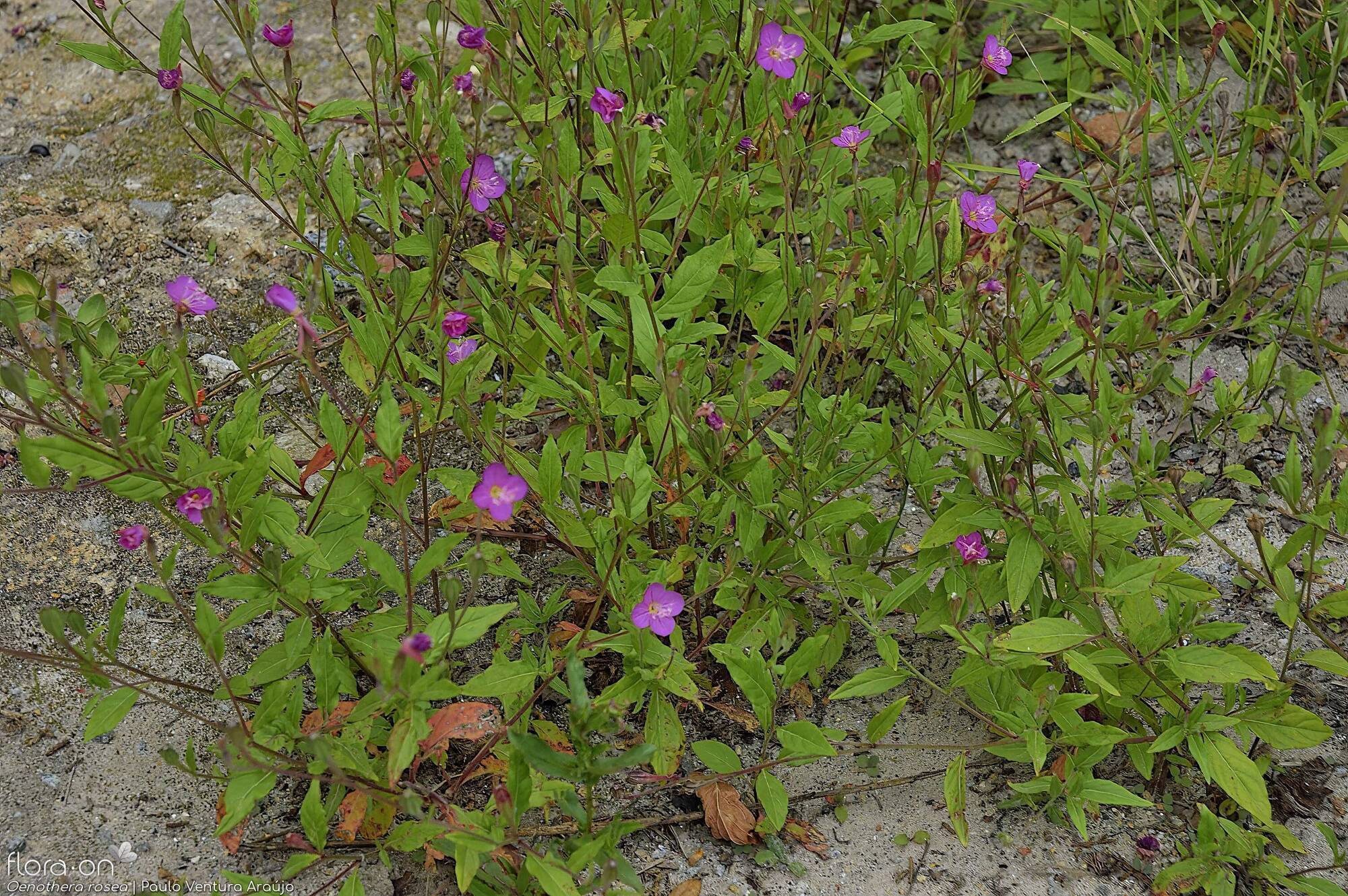 Oenothera rosea - Hábito | Paulo Ventura Araújo; CC BY-NC 4.0