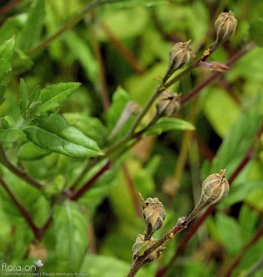 Oenothera rosea - Fruto | Paulo Ventura Araújo; CC BY-NC 4.0