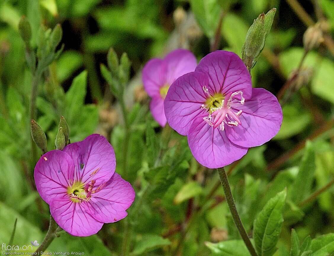 Oenothera rosea - Flor (close-up) | Paulo Ventura Araújo; CC BY-NC 4.0