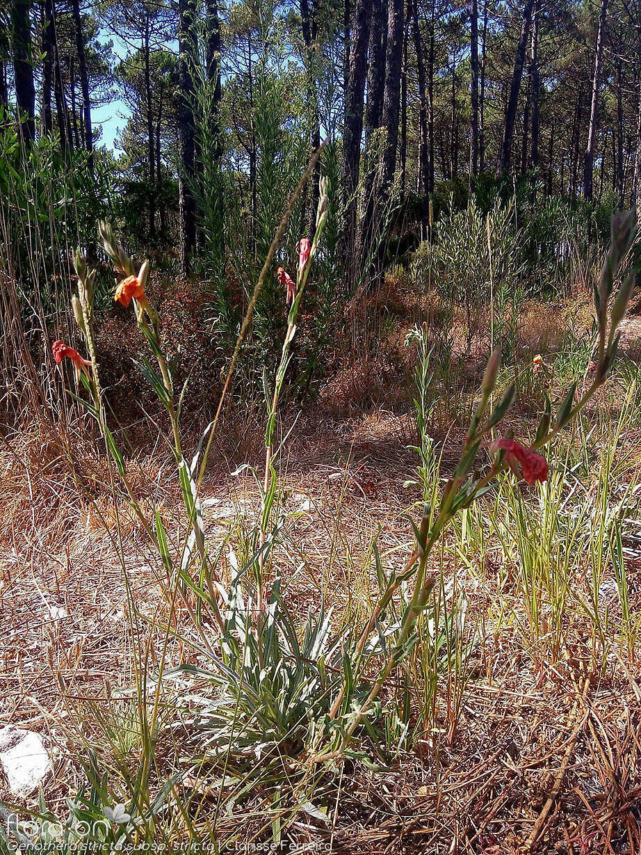 Oenothera stricta stricta - Hábito | Clarisse Ferreira; CC BY-NC 4.0