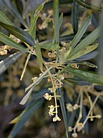 Olea maderensis