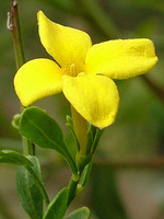 Oleaceae