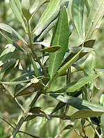 Oleaceae