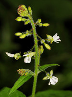 Onagraceae