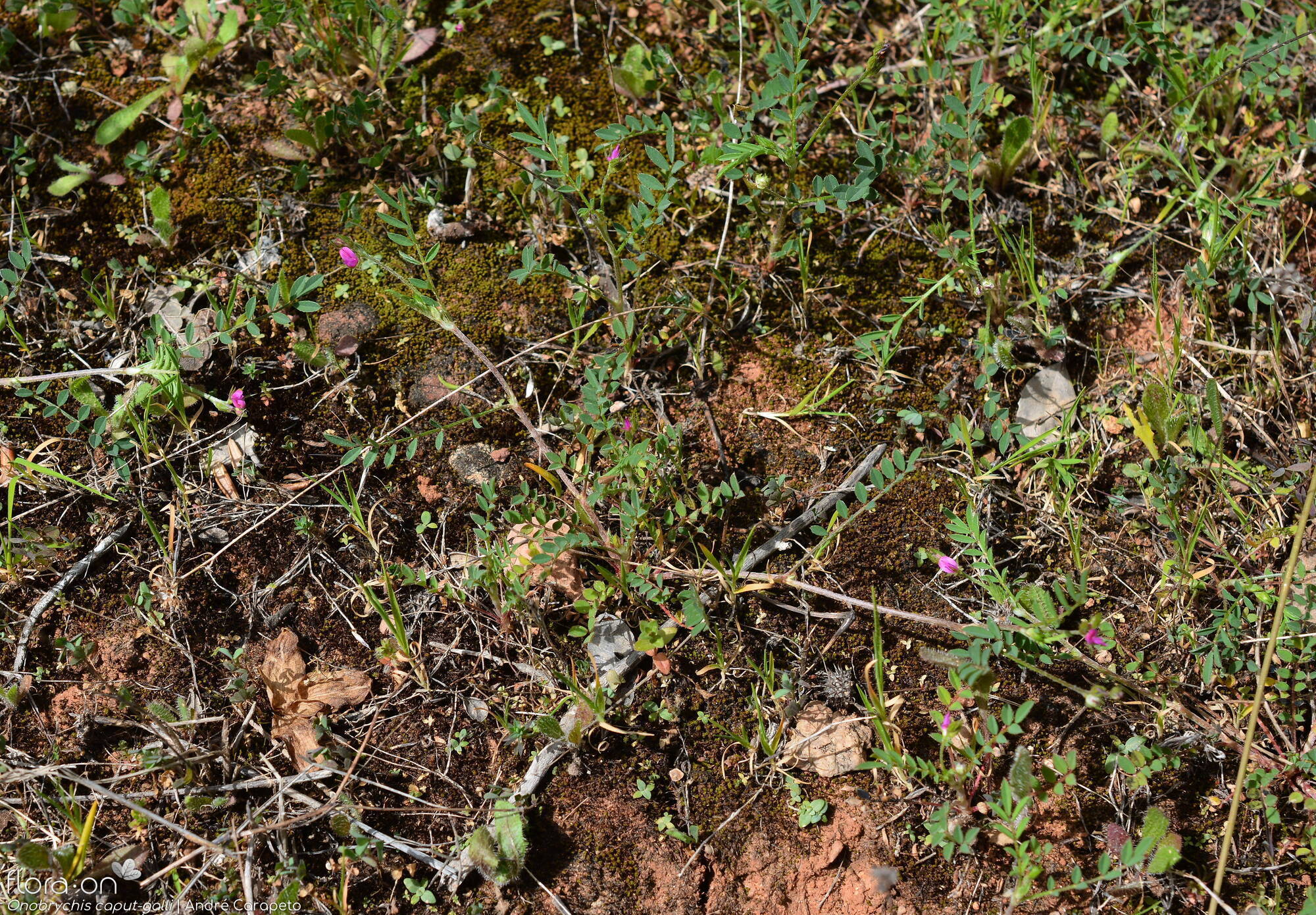 Onobrychis caput-galli - Hábito | André Carapeto; CC BY-NC 4.0