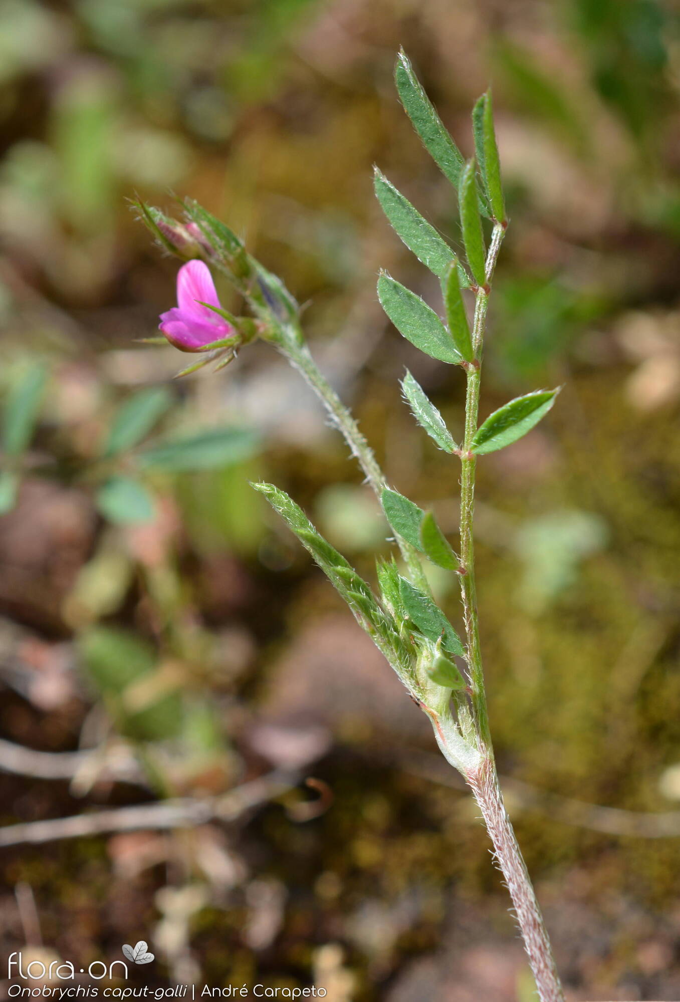 Onobrychis caput-galli - Flor (geral) | André Carapeto; CC BY-NC 4.0