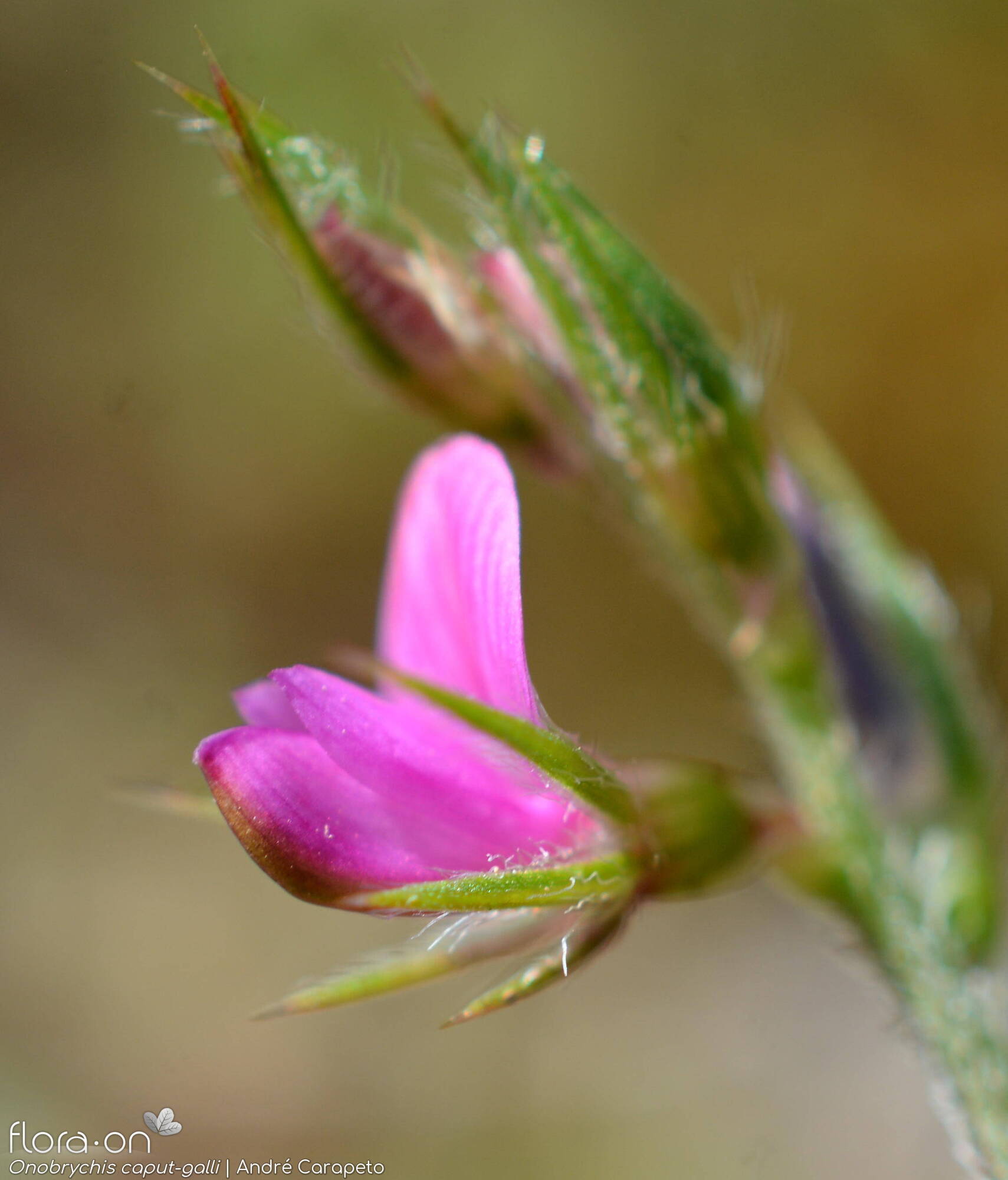 Onobrychis caput-galli - Flor (close-up) | André Carapeto; CC BY-NC 4.0
