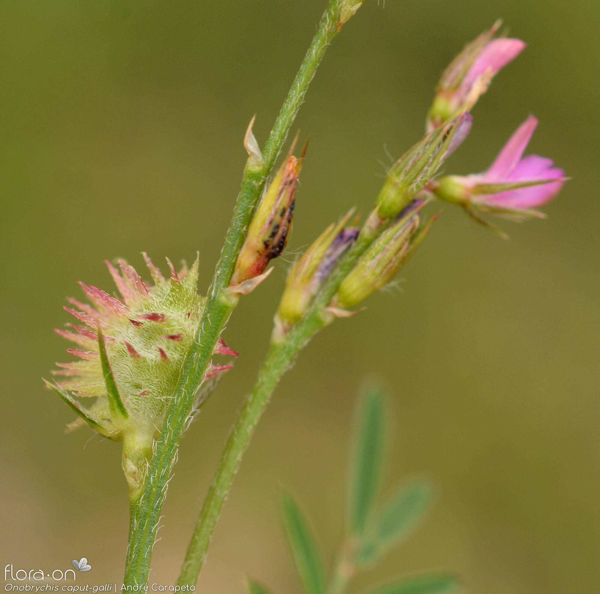 Onobrychis caput-galli - Flor (geral) | André Carapeto; CC BY-NC 4.0