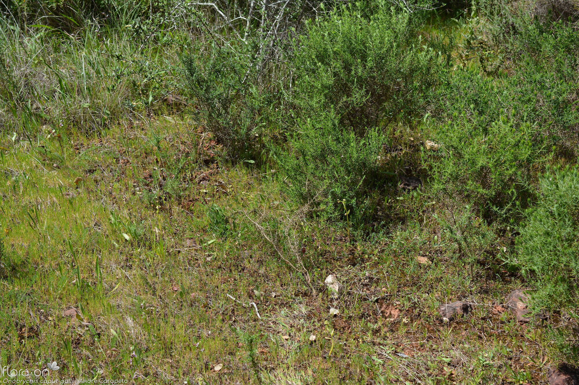 Onobrychis caput-galli - Habitat | André Carapeto; CC BY-NC 4.0