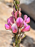 Onobrychis viciifolia