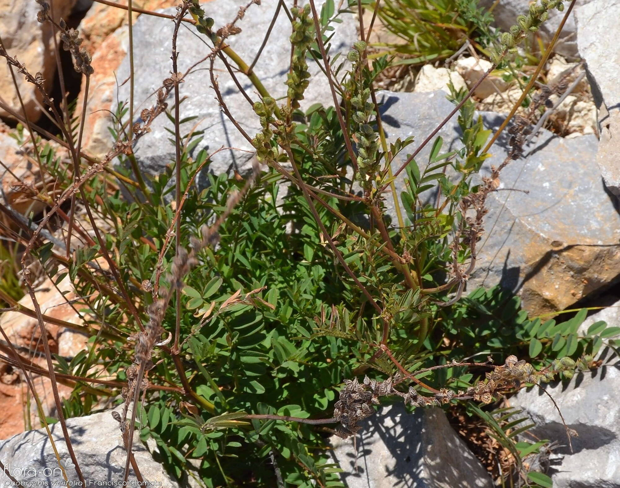Onobrychis viciifolia - Hábito | Francisco Clamote; CC BY-NC 4.0