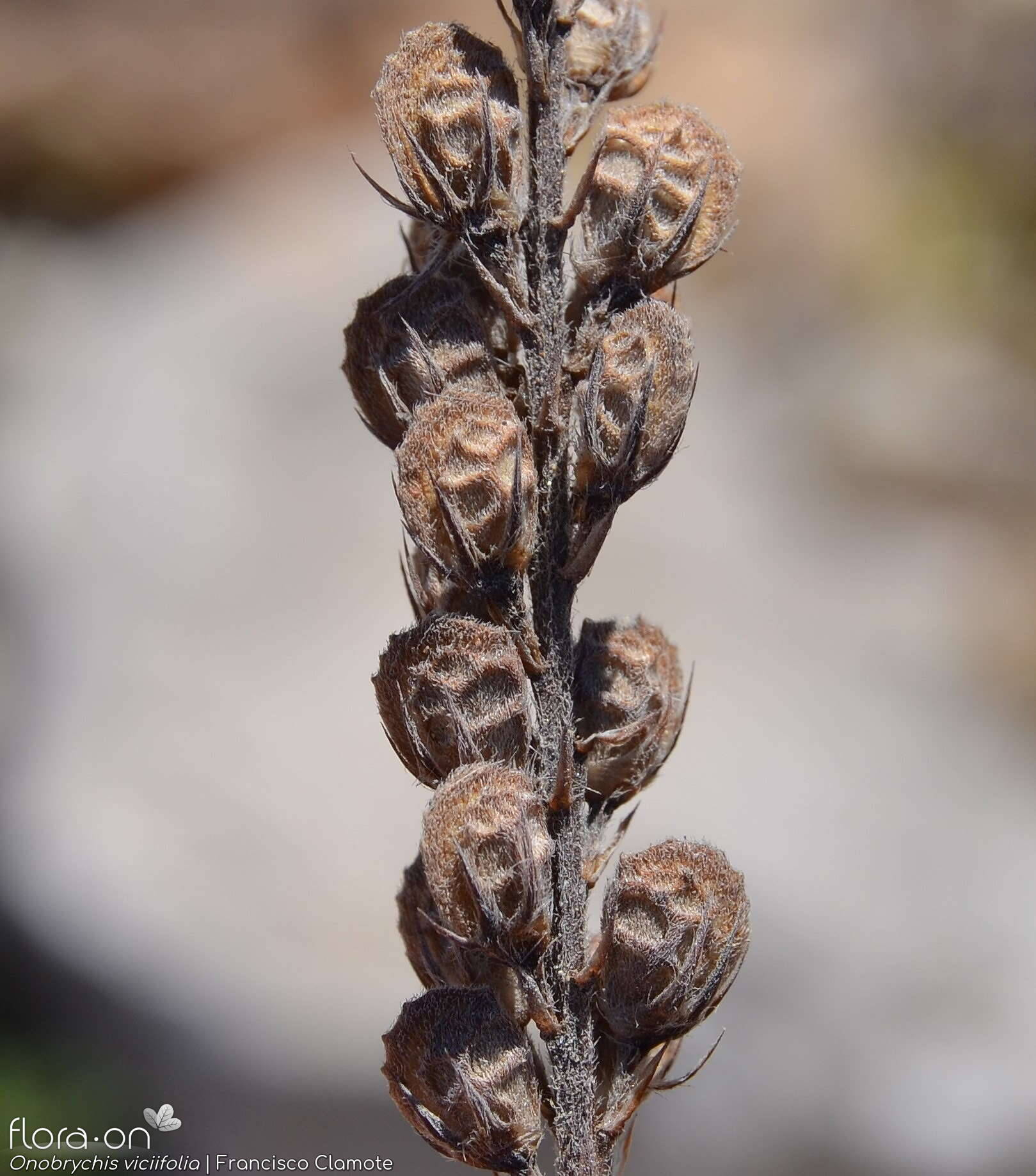 Onobrychis viciifolia - Fruto | Francisco Clamote; CC BY-NC 4.0