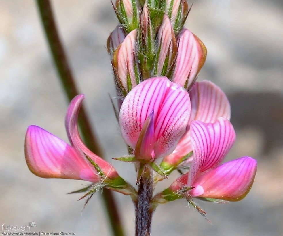 Onobrychis viciifolia - Flor (close-up) | Francisco Clamote; CC BY-NC 4.0
