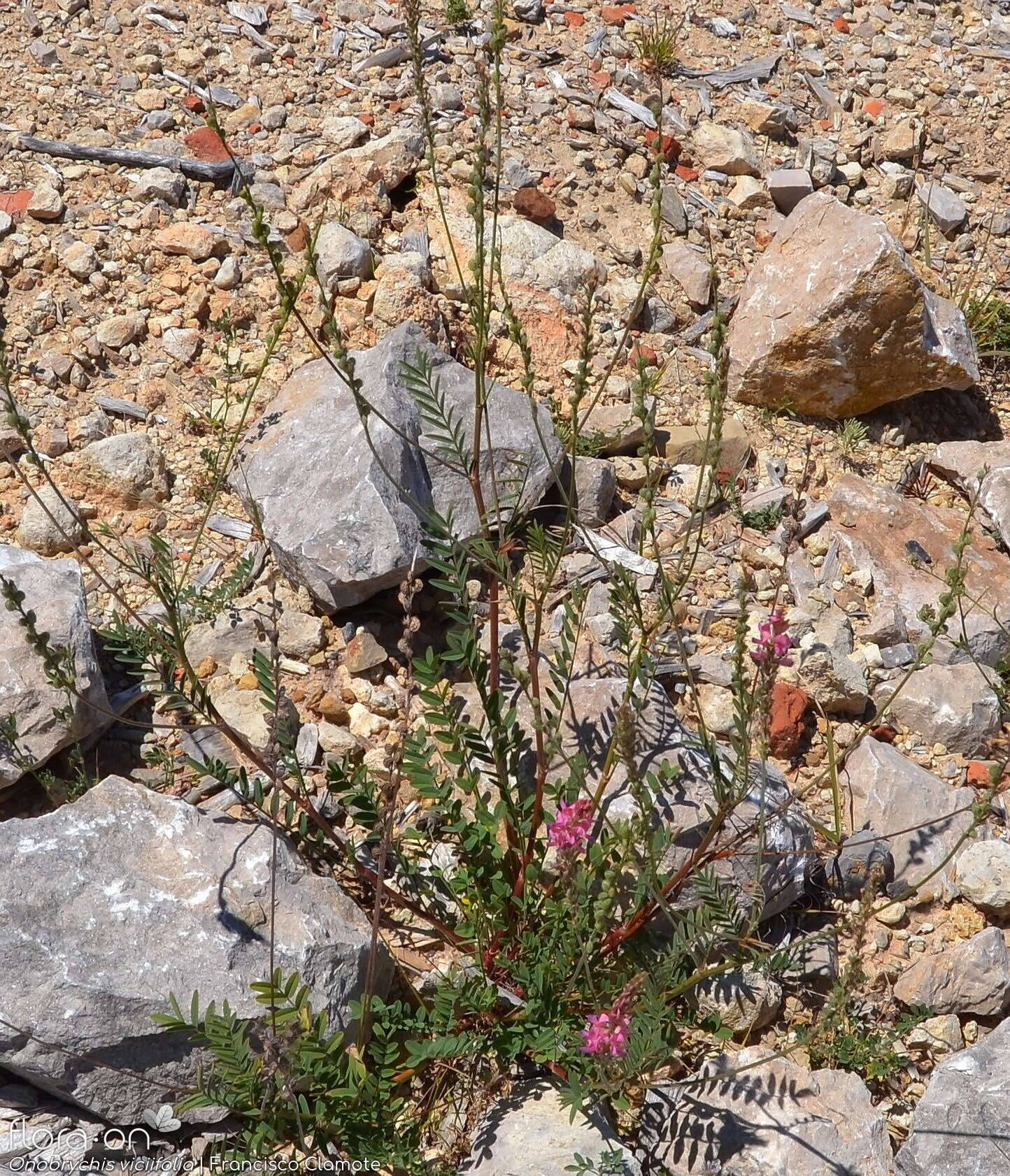 Onobrychis viciifolia - Hábito | Francisco Clamote; CC BY-NC 4.0