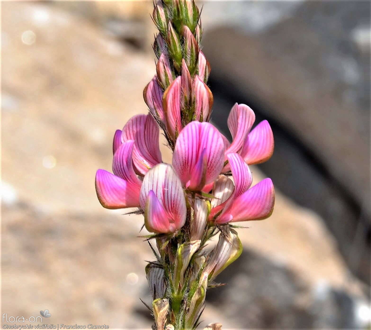 Onobrychis viciifolia - Flor (geral) | Francisco Clamote; CC BY-NC 4.0