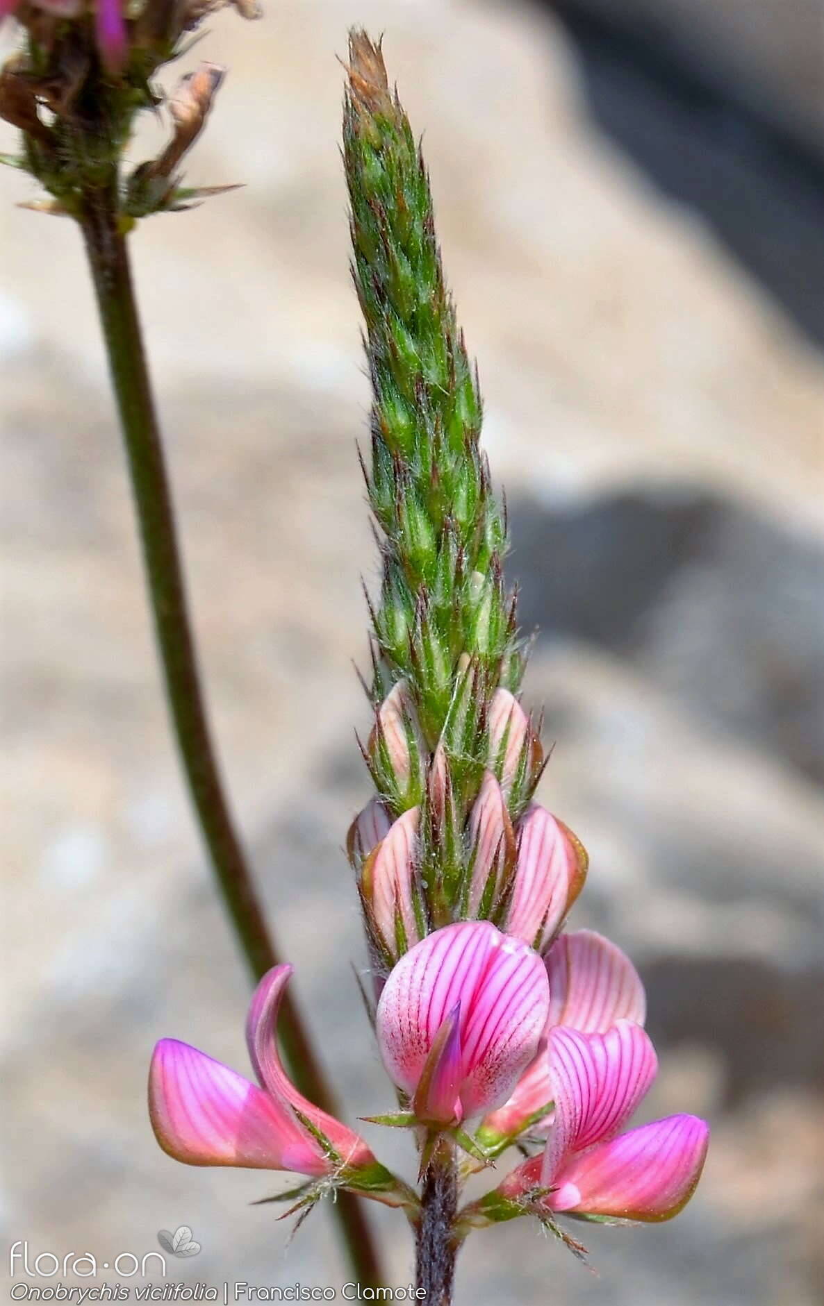 Onobrychis viciifolia - Flor (geral) | Francisco Clamote; CC BY-NC 4.0