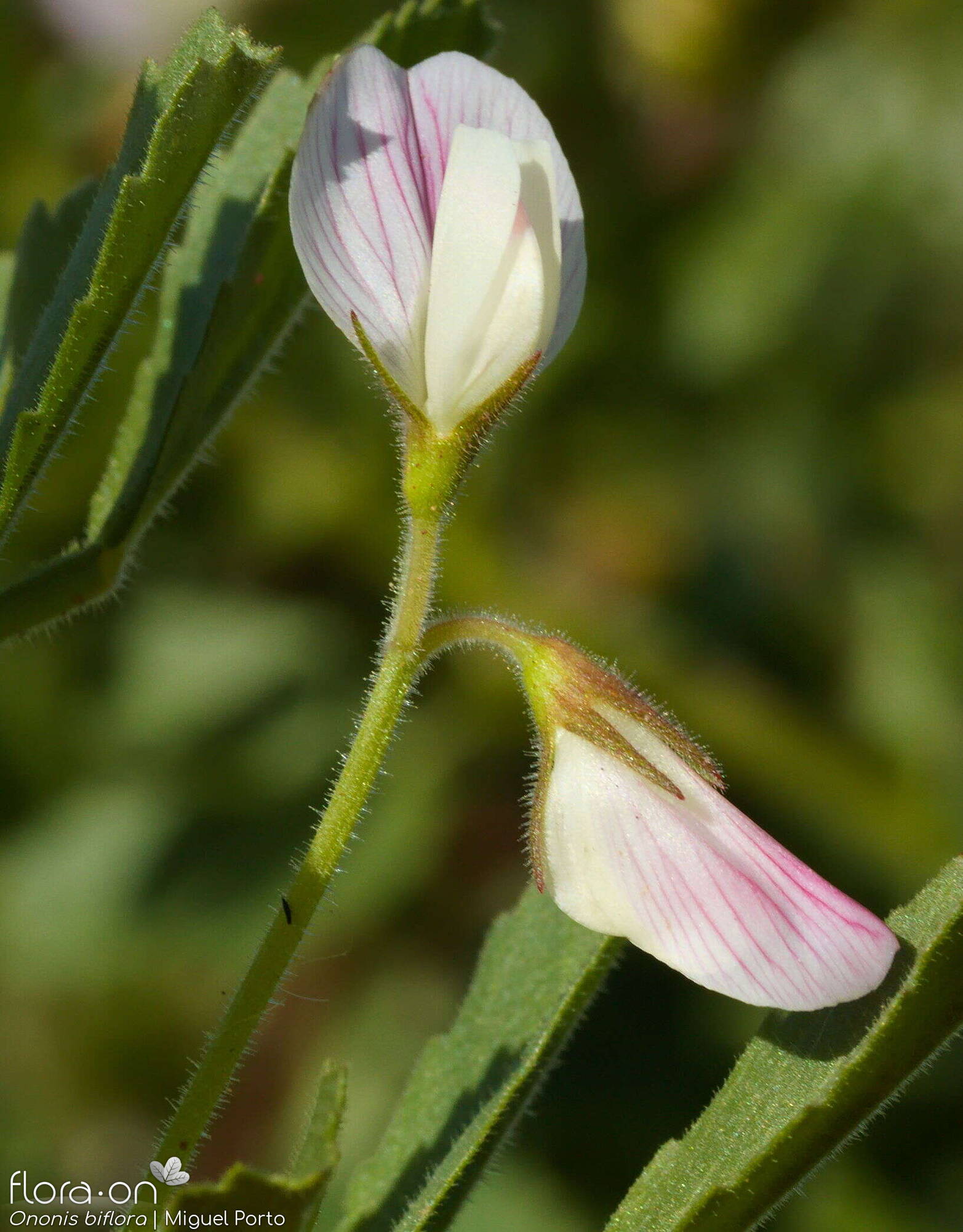 Ononis biflora - Flor (close-up) | Miguel Porto; CC BY-NC 4.0