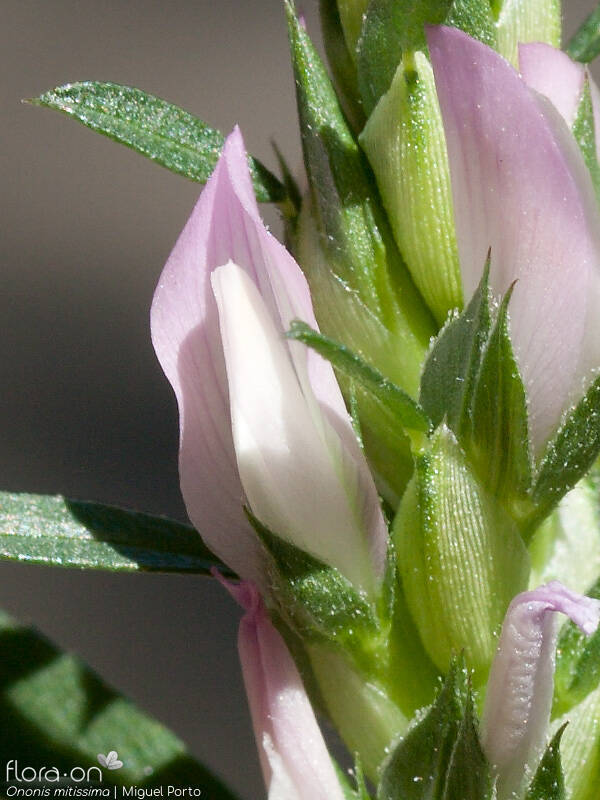 Ononis mitissima - Flor (close-up) | Miguel Porto; CC BY-NC 4.0