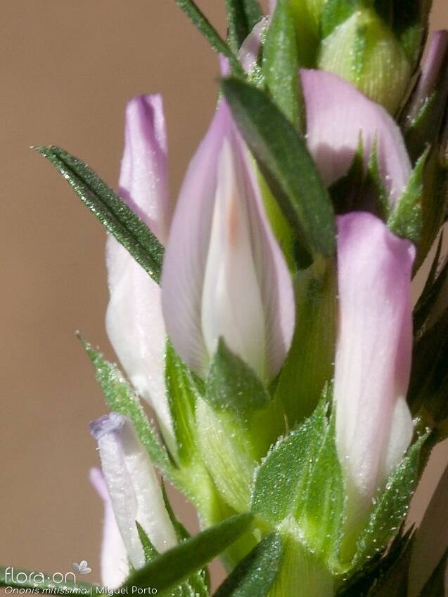 Ononis mitissima - Flor (close-up) | Miguel Porto; CC BY-NC 4.0