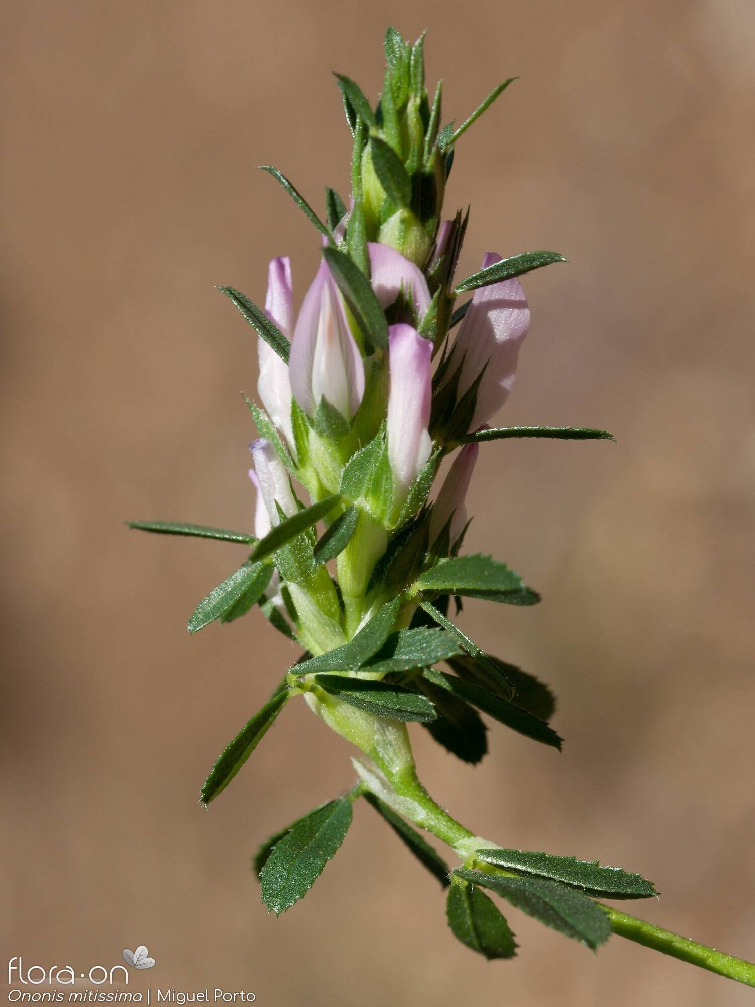 Ononis mitissima - Flor (geral) | Miguel Porto; CC BY-NC 4.0