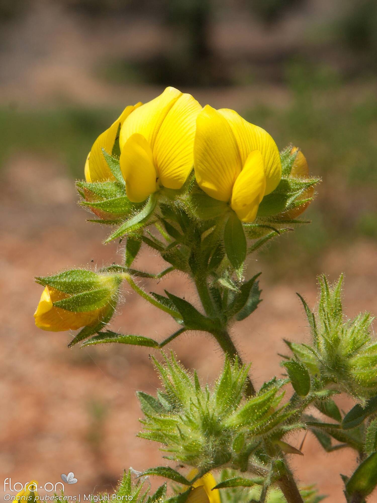 Ononis pubescens - Flor (geral) | Miguel Porto; CC BY-NC 4.0