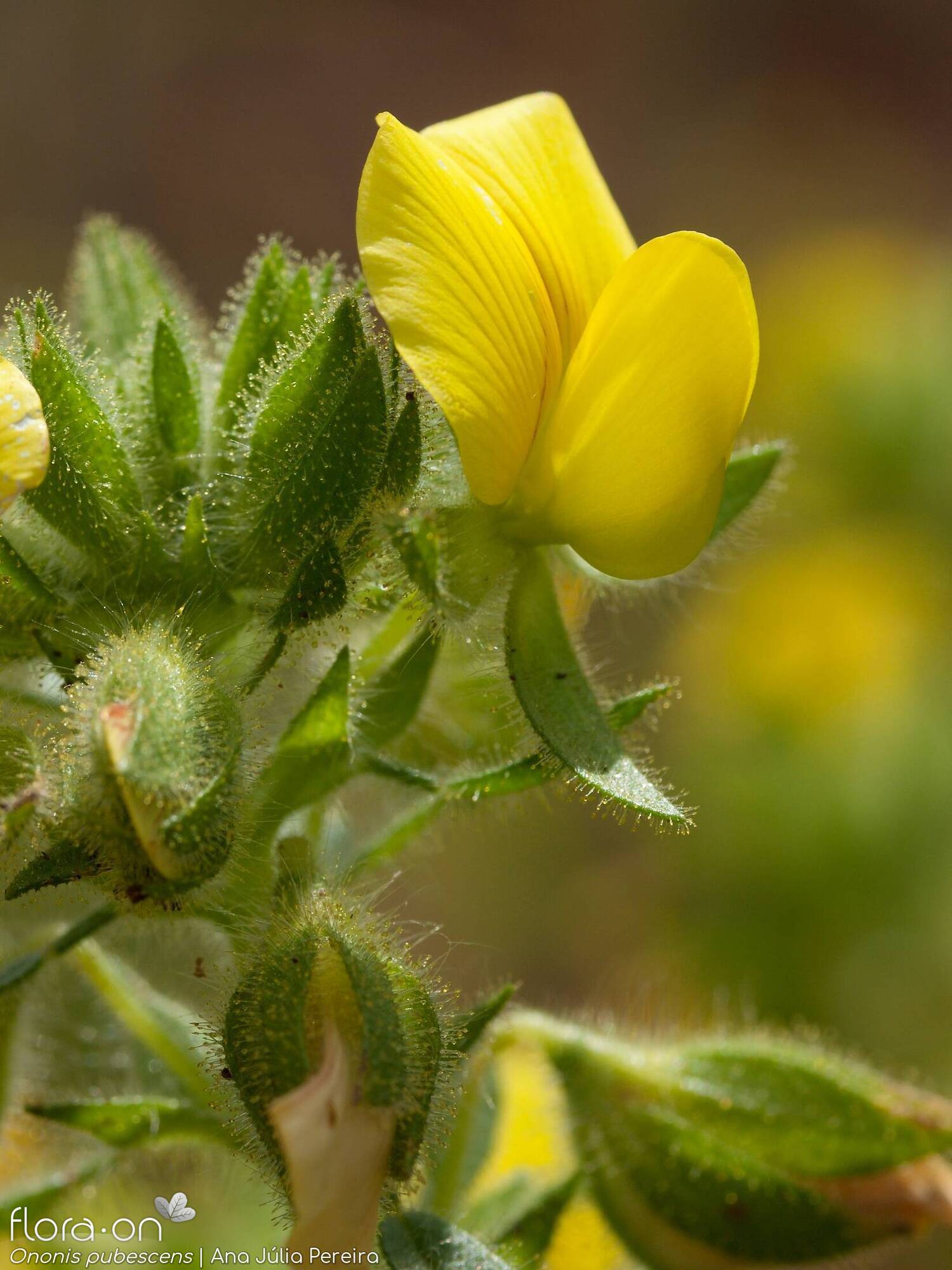 Ononis pubescens - Flor (close-up) | Ana Júlia Pereira; CC BY-NC 4.0