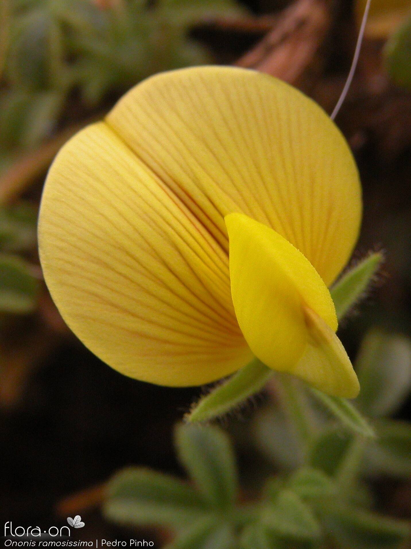 Ononis ramosissima - Flor (close-up) | Pedro Pinho; CC BY-NC 4.0