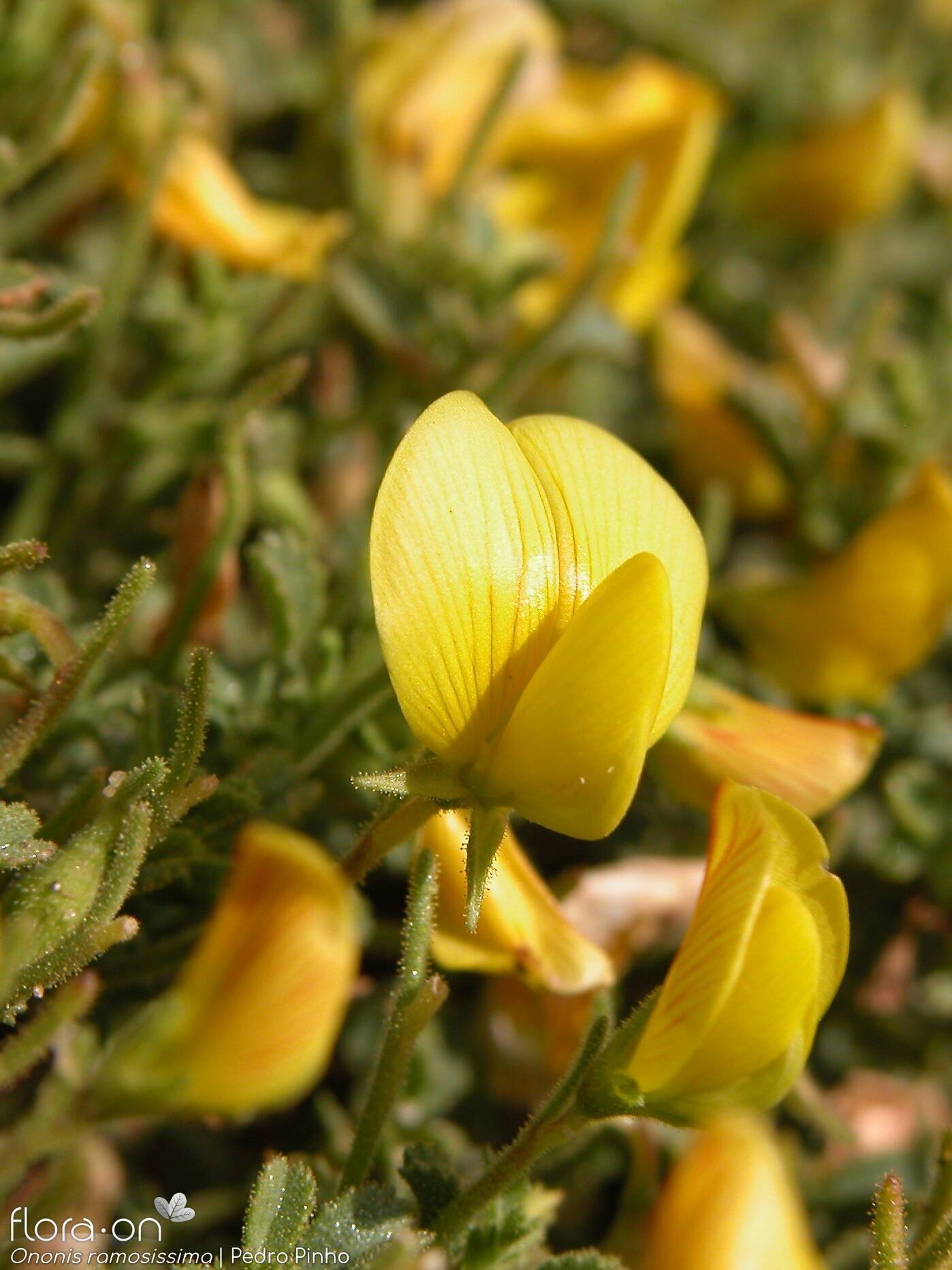 Ononis ramosissima - Flor (close-up) | Pedro Pinho; CC BY-NC 4.0