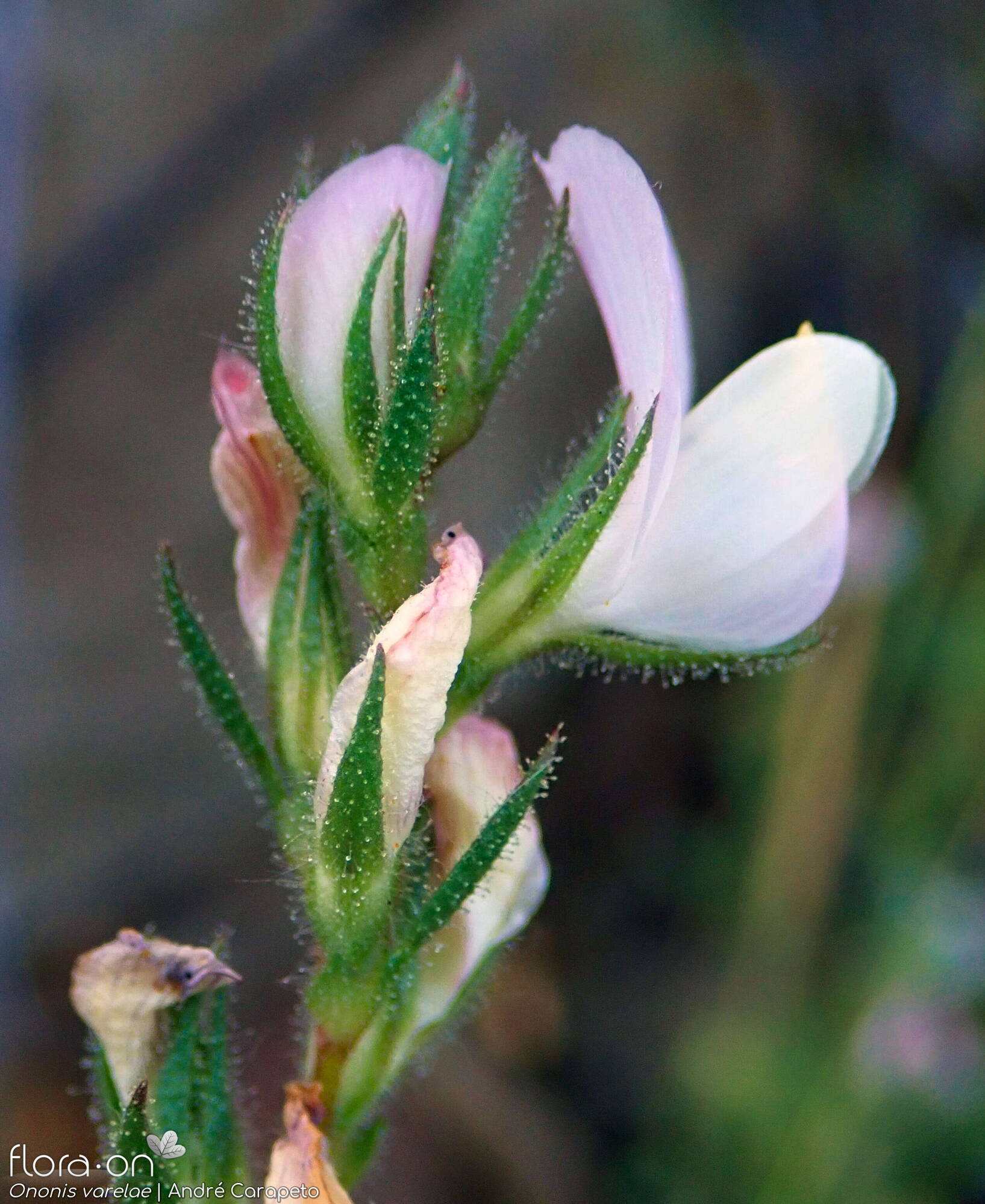 Ononis varelae - Flor (geral) | André Carapeto; CC BY-NC 4.0