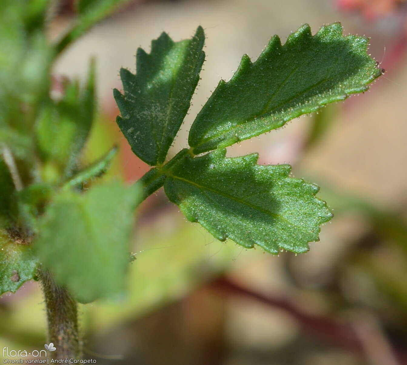 Ononis varelae - Folha | André Carapeto; CC BY-NC 4.0