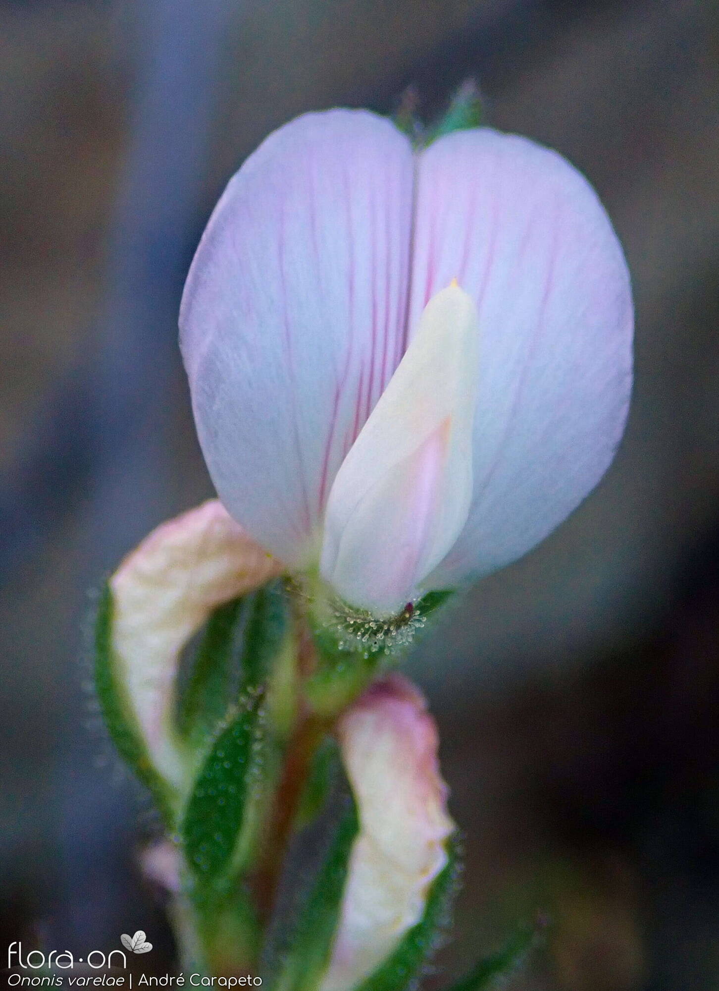 Ononis varelae - Flor (close-up) | André Carapeto; CC BY-NC 4.0