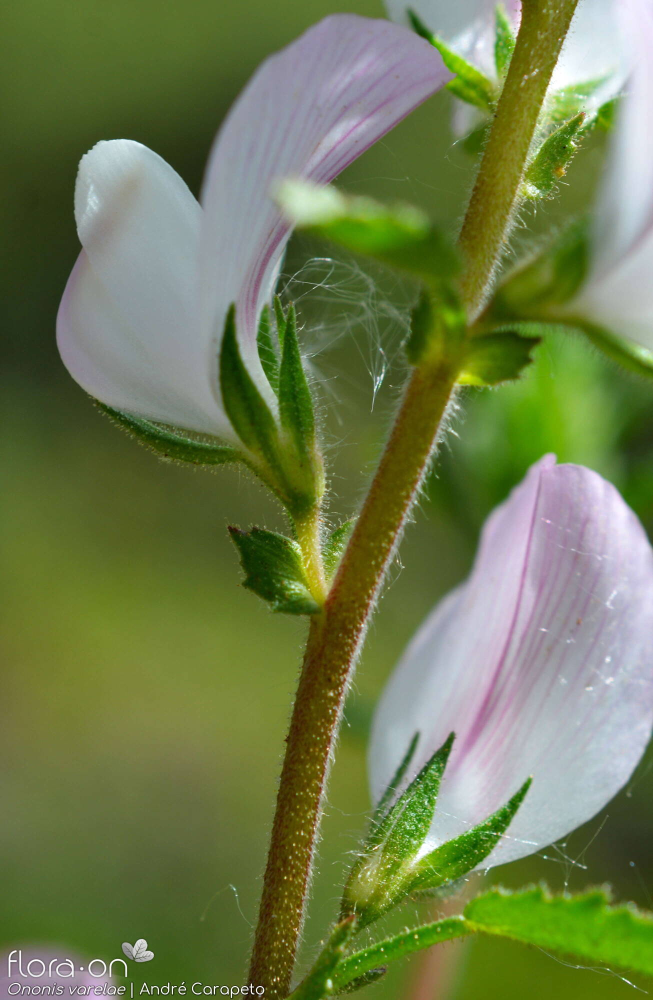 Ononis varelae - Cálice | André Carapeto; CC BY-NC 4.0