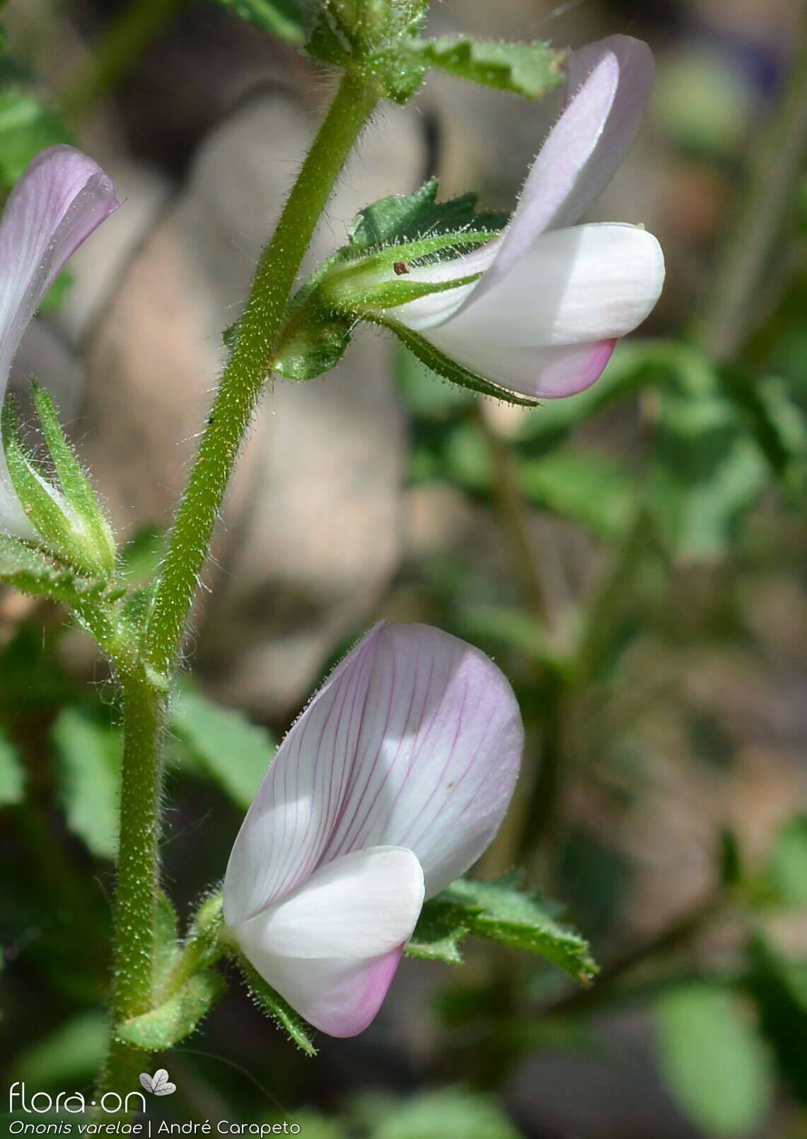 Ononis varelae - Flor (geral) | André Carapeto; CC BY-NC 4.0